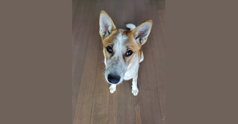 Frogger Mountbatten, an Australian Cattle Dog and New Guinea Singing Dog mix tested with EmbarkVet.com