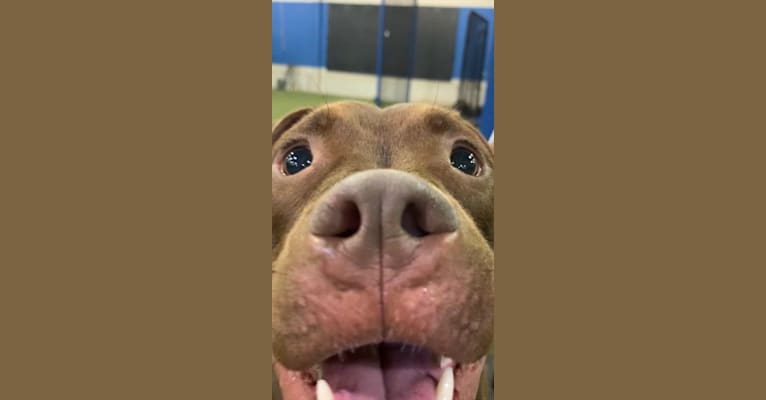 Jameson 🍀, an American Pit Bull Terrier and American Staffordshire Terrier mix tested with EmbarkVet.com