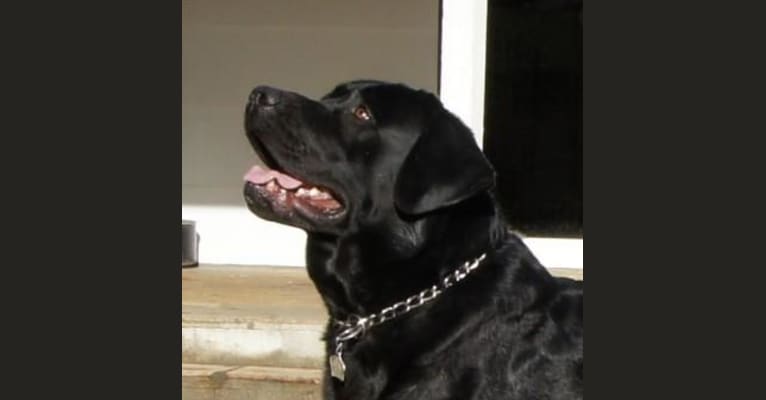Caviar, a Labrador Retriever tested with EmbarkVet.com