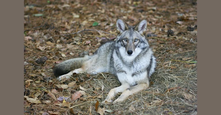 Scooter, a Coyote tested with EmbarkVet.com