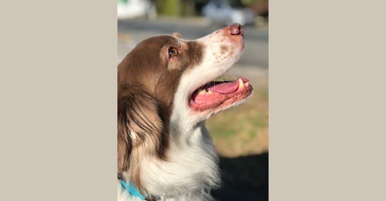 Dudu, an American Village Dog tested with EmbarkVet.com