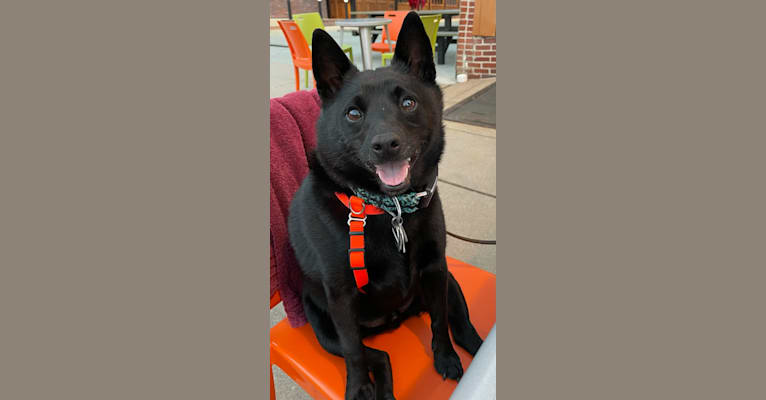 Reilly, a Schipperke and Rat Terrier mix tested with EmbarkVet.com