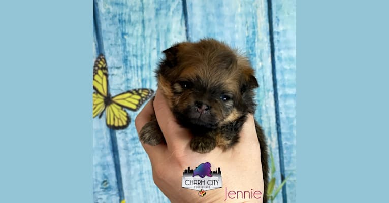 Jennie, a Pomeranian tested with EmbarkVet.com