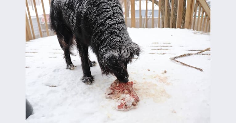 Zane, a Shetland Sheepdog and Labrador Retriever mix tested with EmbarkVet.com