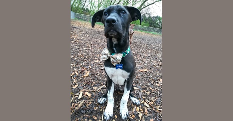 Photo of Oakley, an American Pit Bull Terrier, Great Pyrenees, Mountain Cur, Treeing Walker Coonhound, and Mixed mix in Jefferson, WI, USA