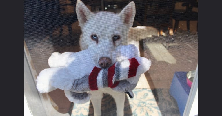 Misty, a Siberian Husky tested with EmbarkVet.com