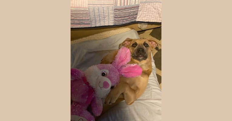 Photo of Cookie, an American Pit Bull Terrier, Australian Shepherd, and Mixed mix in Kentucky, USA