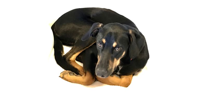 Beau, a Doberman Pinscher and American Pit Bull Terrier mix tested with EmbarkVet.com