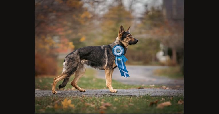 Millie, a German Shepherd Dog tested with EmbarkVet.com