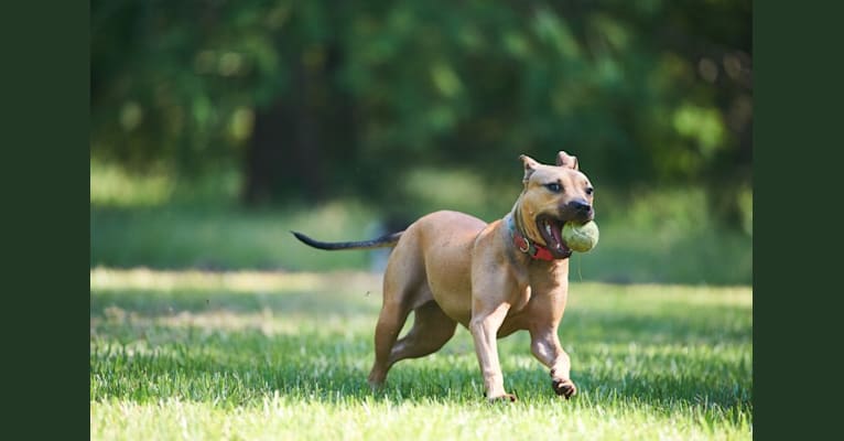 Zelda, a Staffordshire Terrier and Bullmastiff mix tested with EmbarkVet.com