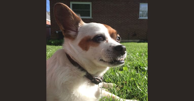 Fritz, a Chihuahua and Pekingese mix tested with EmbarkVet.com