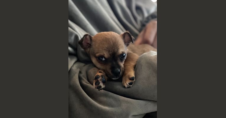 Photo of Stellar McLovin, a Chihuahua  in Waterford Township, MI, USA