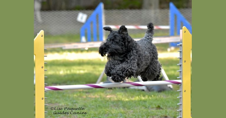Photo of Berry Bond, a Kerry Blue Terrier  in Magog, QC, Canada