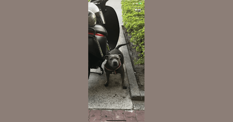 CBI202017, a Staffordshire Bull Terrier tested with EmbarkVet.com