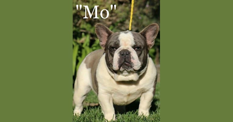 "Mo", a French Bulldog tested with EmbarkVet.com