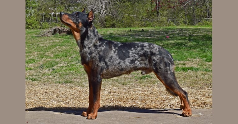 Harlequin beauceron top