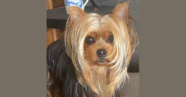 NoeLani, a Yorkshire Terrier tested with EmbarkVet.com