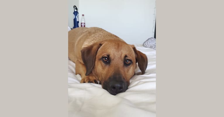 Cody, a Basset Hound and Australian Cattle Dog mix tested with EmbarkVet.com