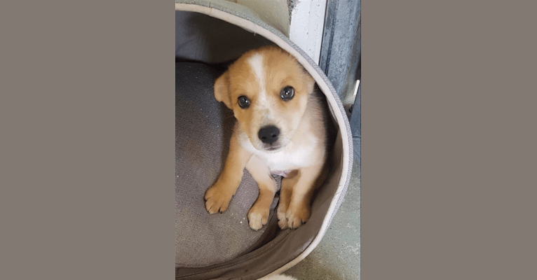 Chamonix, an Australian Cattle Dog and Australian Kelpie mix tested with EmbarkVet.com