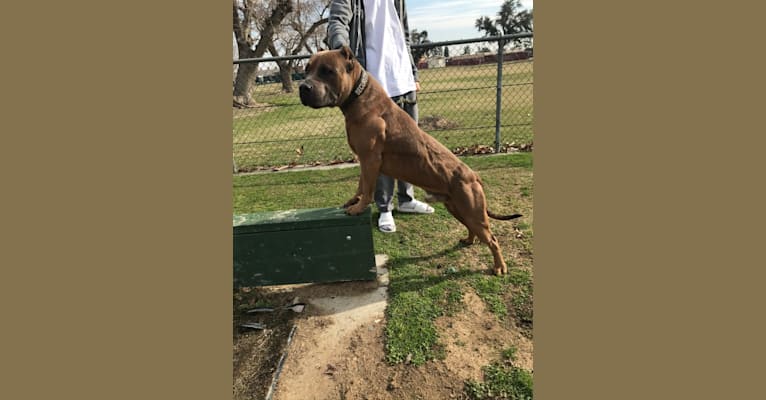 Storm King, an American Bully tested with EmbarkVet.com