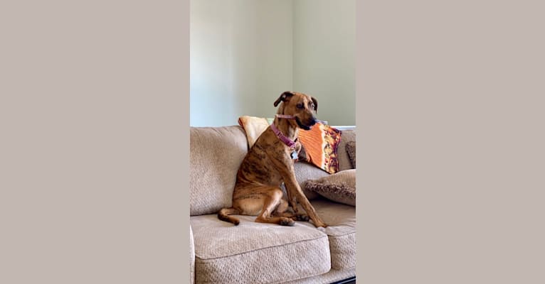 Photo of Lyza, a Catahoula Leopard Dog, American Pit Bull Terrier, German Shepherd Dog, and Great Pyrenees mix in Texas, USA
