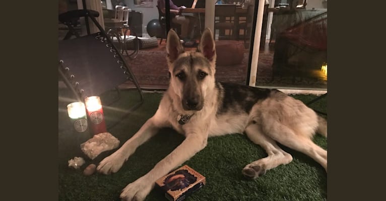Otto, a German Shepherd Dog and Siberian Husky mix tested with EmbarkVet.com