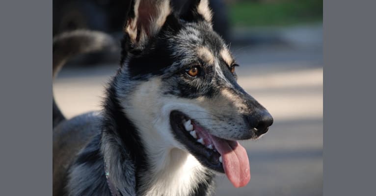Peppermint, a German Shepherd Dog and Siberian Husky mix tested with EmbarkVet.com