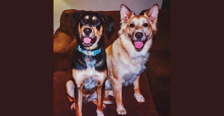 Asher, a Rottweiler and German Shepherd Dog mix tested with EmbarkVet.com