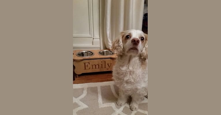 Emily, a Chihuahua and Cocker Spaniel mix tested with EmbarkVet.com
