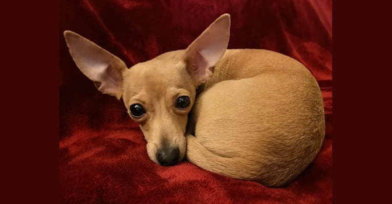 Oliver, a Chihuahua and Poodle (Small) mix tested with EmbarkVet.com