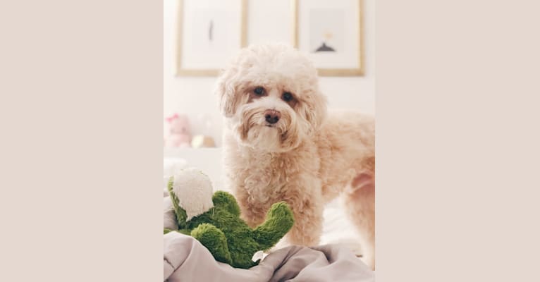 Dooly, a Poodle (Small) and Chihuahua mix tested with EmbarkVet.com