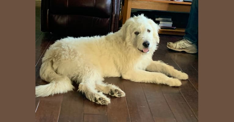 Phinehas, a Great Pyrenees and Komondor mix tested with EmbarkVet.com