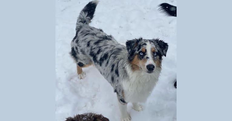 Stella, an Australian Shepherd tested with EmbarkVet.com