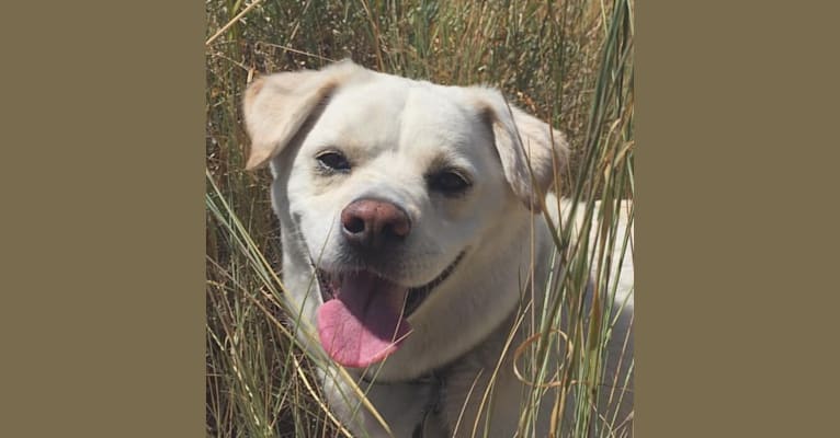 Frodo, a Jindo and Cocker Spaniel mix tested with EmbarkVet.com