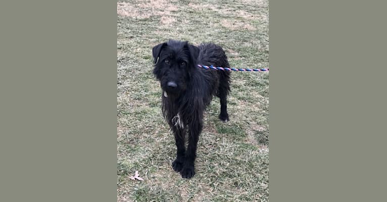 mezcla de laboratorio airedale terrier