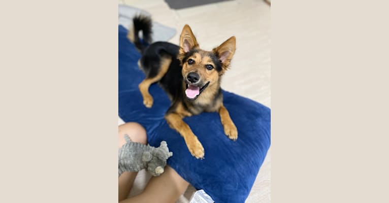Cama, a Formosan Mountain Dog tested with EmbarkVet.com