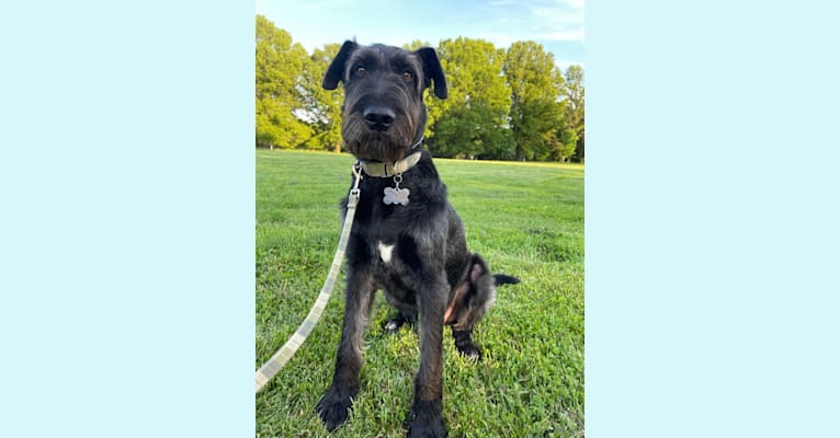 Earl, an Airedale Terrier and German Shepherd Dog mix tested with EmbarkVet.com