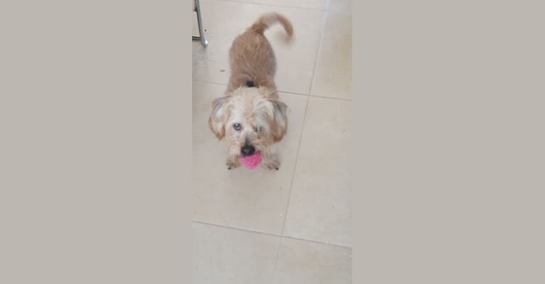 Photo of George, a Dachshund, Pekingese, Poodle (Small), and Mixed mix in ישראל