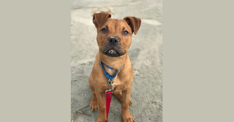 Photo of Wesley, an American Pit Bull Terrier mix in Collingswood, New Jersey, USA