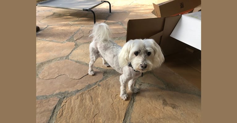 Toby, a Maltese tested with EmbarkVet.com