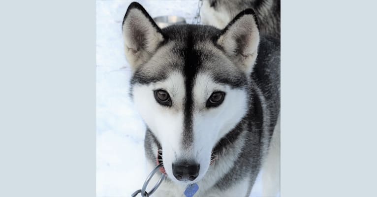 Photo of Blossom, a Siberian Husky  in Phelps, Wisconsin, USA