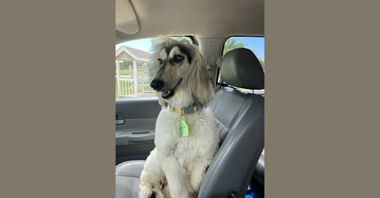 Photo of Queen Shi, an Afghan Hound 
