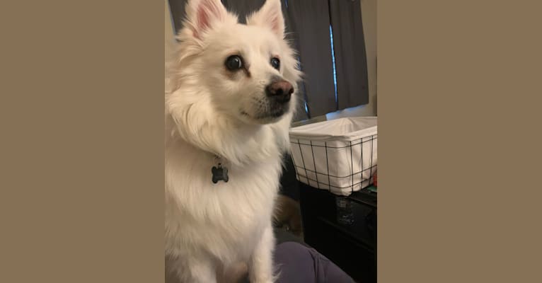 Gigi, an American Eskimo Dog tested with EmbarkVet.com