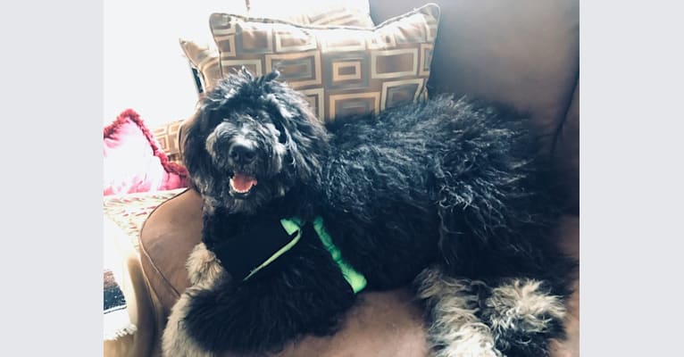 Trotsky, a Bernedoodle tested with EmbarkVet.com