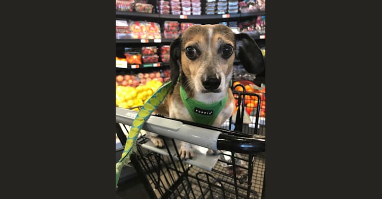Photo of Mr B, a Dachshund and Chihuahua mix in New Orleans, Louisiana, USA