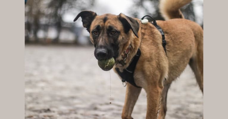 Dakota, a German Shepherd Dog and Boxer mix tested with EmbarkVet.com