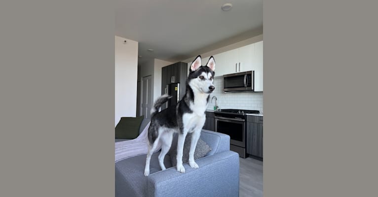 Zulia, a Siberian Husky and Chow Chow mix tested with EmbarkVet.com