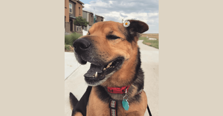 Snickers, a Chinese Shar-Pei and Australian Cattle Dog mix tested with EmbarkVet.com