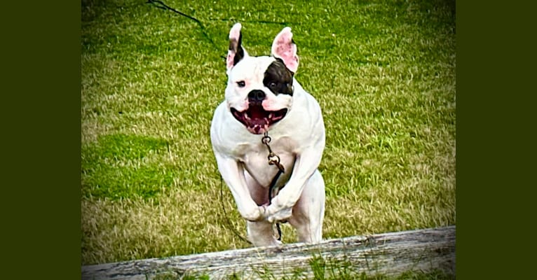 MpK's The Perfect Storm: "Vortex,"     "Tito", an American Bulldog tested with EmbarkVet.com