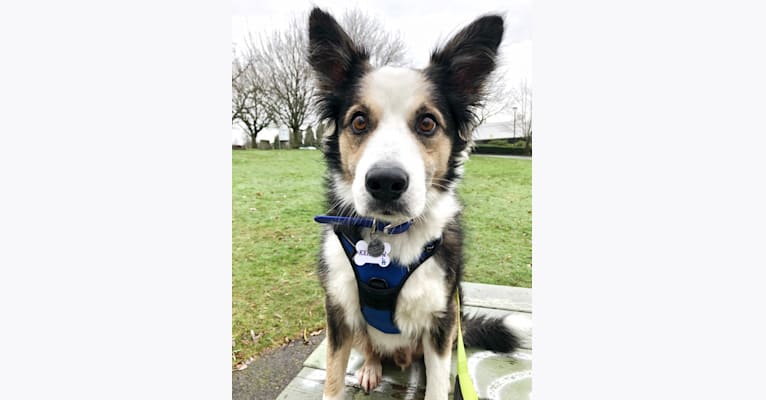 Kershaw, a Border Collie and Australian Cattle Dog mix tested with EmbarkVet.com